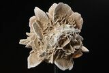 Selenite Desert Rose on Stand - Chihuahua, Mexico #264517-1